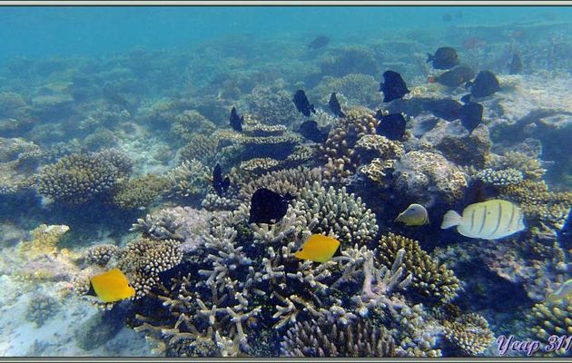 Aquarium avec deux Poisson-pincette jaune ou Chelmon à long bec (Forcipiger flavissimus) - Athuruga - Atoll d'Ari - Maldives
