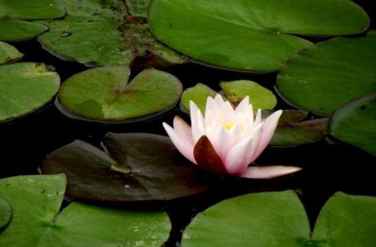 Pema Chödrön - “Conseils d'une amie pour les temps difficiles"