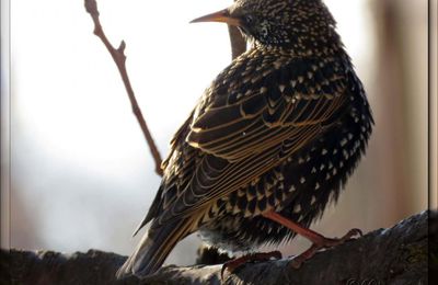 Etourneau sansonnet (Sturnus vulgaris)