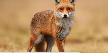 Notre allié le renard