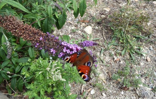 des papillons sur l'arbre à papillons