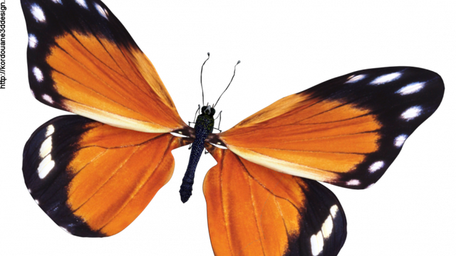 Image de papillon orange (tube-render)