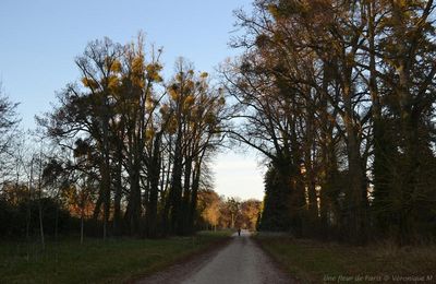 Forêt de Rambouillet 