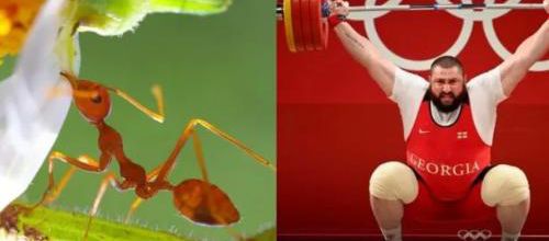 Les athlètes de la nature