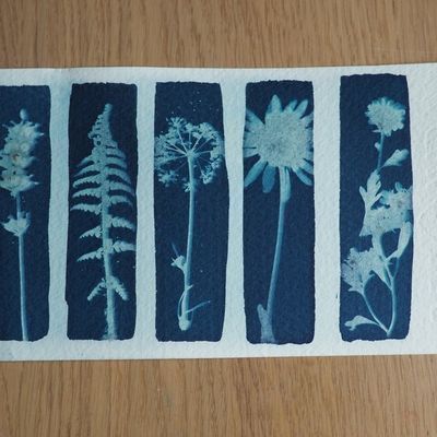 La technique du cyanotype
