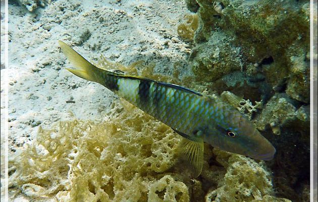 Barbillon ou Poisson-chèvre à trois selles ou Rouget à trois bandes, Banded or Multibar Goatfish (Parupeneus multifasciatus) - Jardin de Corail - Motu Tautau - Taha'a - Polynésie française