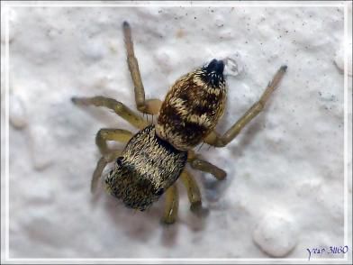 Araignée sauteuse (Heliophanus tribulosus) - La Couarde-sur-Mer - Île de Ré - 17