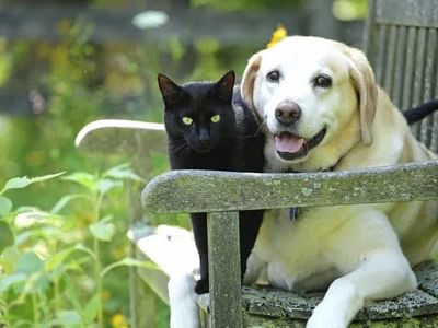 Canicule : conseils pour les animaux