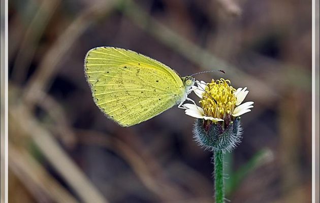 Papillon Common grass yellow (Eurema hecabe) - Victoria Falls - Zimbabwe