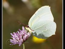 Citron (Gonepteryx rhamni) - Pieridae