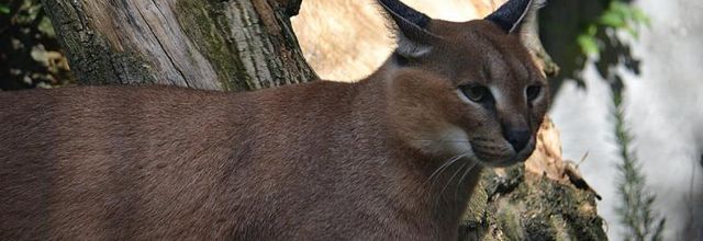 Ménagerie du Jardin des plantes : Le Caracal