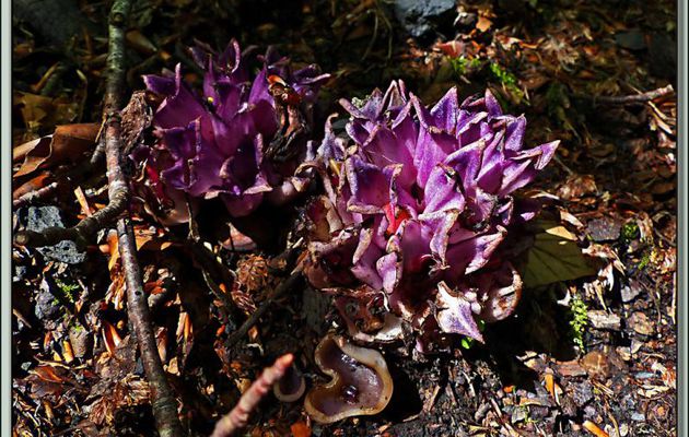 Lathrée clandestine (Lathraea clandestina) en début de floraison (???) - Vallon d'Esquierry - Oô - 31 