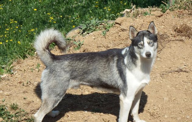 un beau chien, un Husky