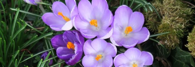 La légende du crocus des prairies (Légendes manitobaines)