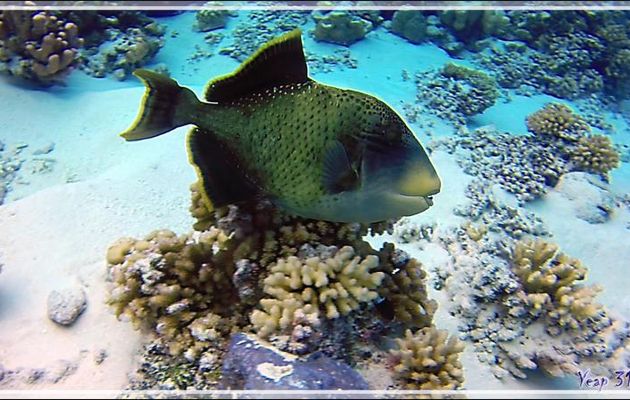 Baliste ponctué ou Baliste géant, Yellowmargin triggerfish (Pseudobalistes flavimarginatus) - Tumakohua (passe sud) - Atoll de Fakarava - Tuamotu - Polynésie française
