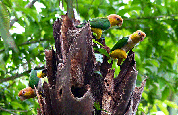 Animation gif : Caïque à ventre blanc, White-bellied Parrot (Pionites leucogaster) - Lac Sandoval - Pérou