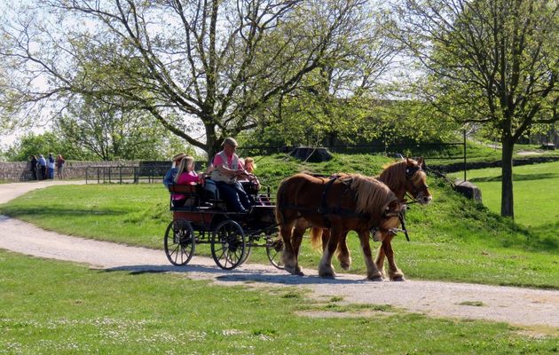 des chevaux ...