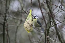 Pas de bagarre au jardin
