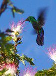 Le colibri