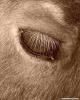 Regards Animaux - JLV
