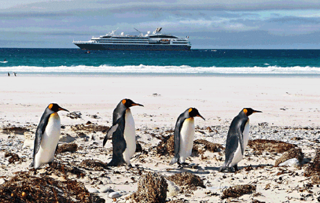 Animation .gif : la danse des Manchots Royaux (Aptenodytes patagonicus) - Volunteer Point - Falkland Islands, Iles Malouines, Islas Malvinas
