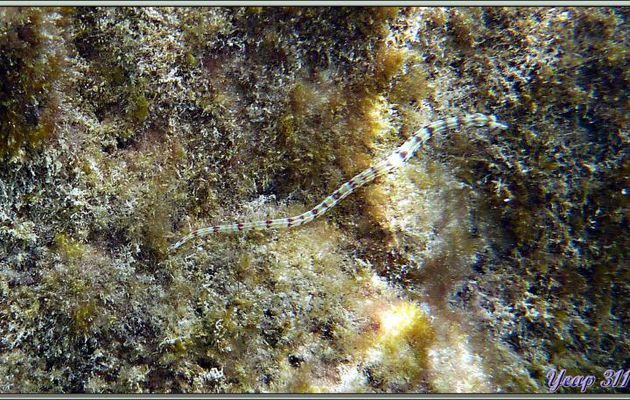 Syngnathe à réseaux ou poisson-aiguille jaune (Corythoichthys flavofasciatus) - Anse de Port Launay - Mahé - Seychelles