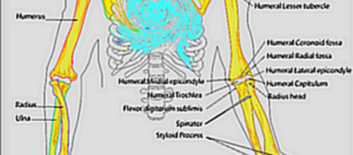Le Chakra Humérus