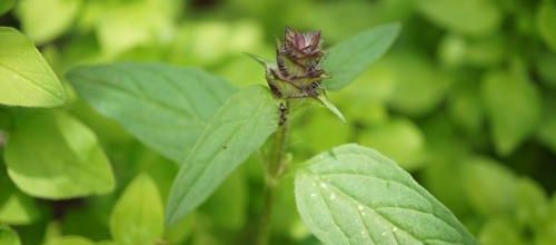 C'est quoi donc ? prunella vulgaris