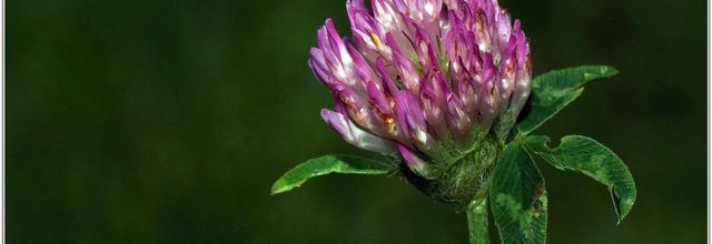 Trèfle des Prés (2) - Trifolium pratense
