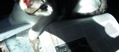 Lecteur assidu