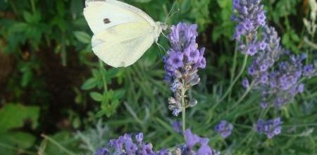 Citation papillons