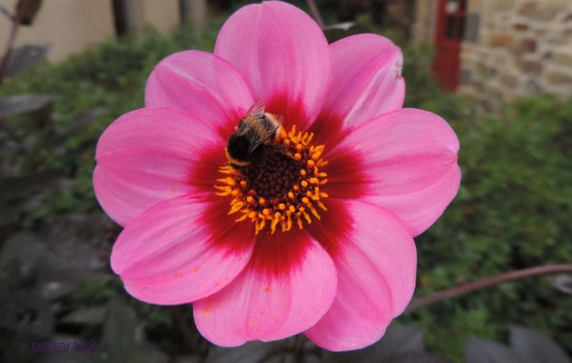 un bourdon sur une fleur !