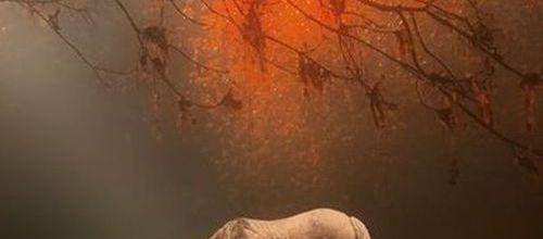 CHEVAL 