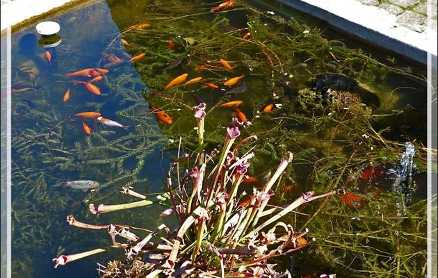 Un lézard curieux rend visite à mes poissons - Lartigau - Milhas - 31
