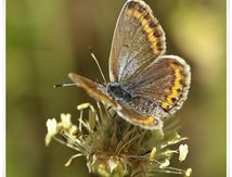 Argus bleu céleste ♀ - Polyommatus bellargus - Lycaenidae
