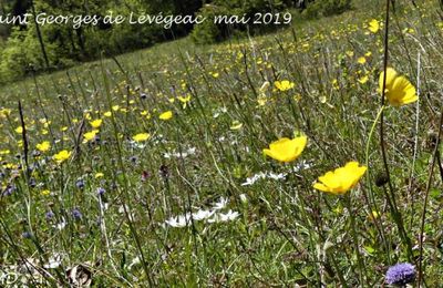 Ranunculus gramineus  -  renoncule à feuilles de graminée