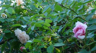 L'arrivée des roses .....