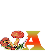 Alphabet champignons feuilles