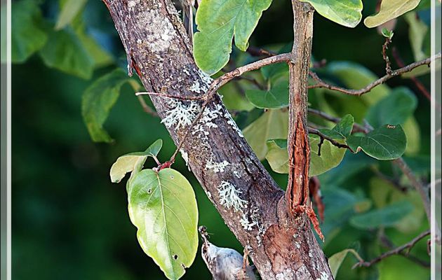 Madame et Monsieur Grimpereau des jardins, Short-toed Treecreepe (Certhia brachydactyla) - Lartigau - Milhas - 31