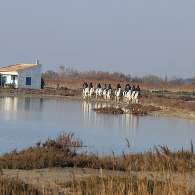 EN CAMARGUE ...