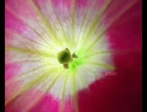 Pétunia