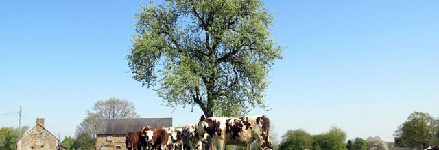 des vaches curieuses !