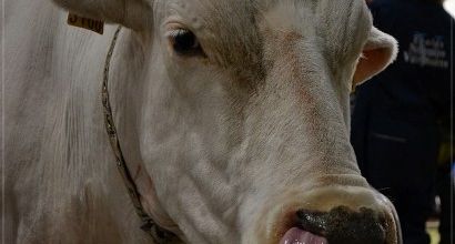 La photo du weekend : Au Salon de l'agriculture