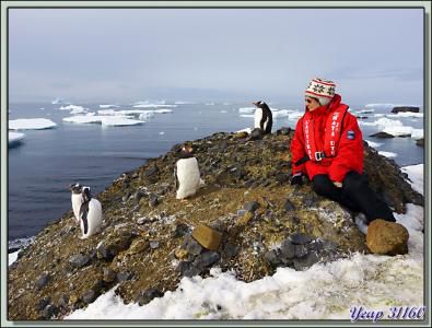 Un couple de "pingouins rouges" en train d'admirer de près des manchots papous - Brown Bluff - Péninsule Antarctique