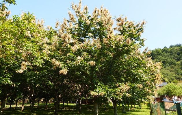 Fleurs de chataigniers 