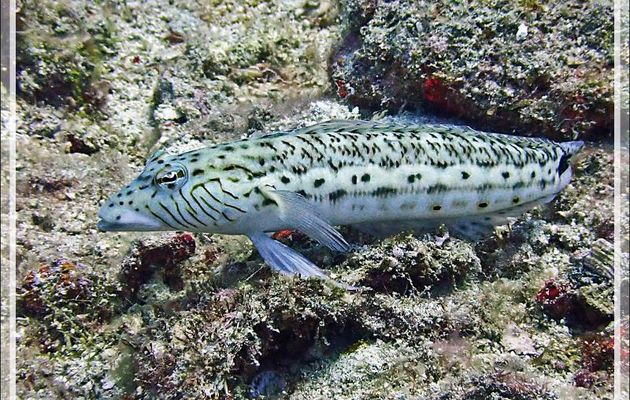 Perche de sable, Parapercis ocellé, Pintade, Perche mouchetée, Speckled sandperch (Parapercis hexophthalma) - Les Tétons - Tsarabanjina - Mitsio - Madagascar