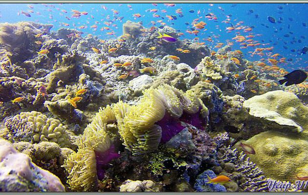 Anémone magnifique bleue (Heteractis magnifica) et ses Poissons-clowns des Maldives (Amphiprion nigripes) - Dega Thila - Atoll d'Ari - Maldives