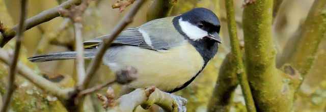 Portraits d'oiseaux (22) :  L'oiseau qui porte cravate.