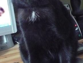 Chats alors..