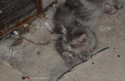Les chats de ma voisine et poèmes